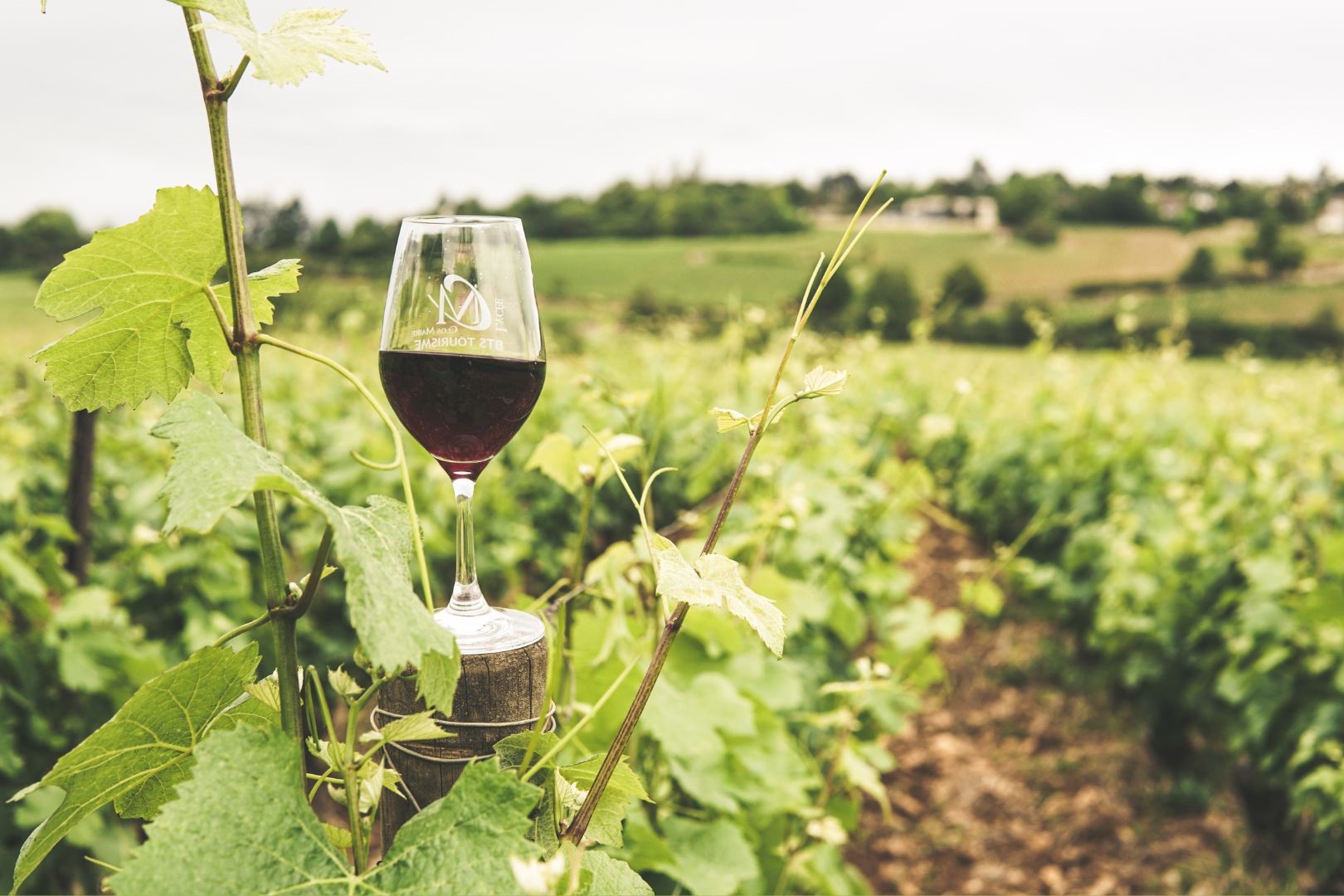¿Cuáles son las variedades de vino más famosas?