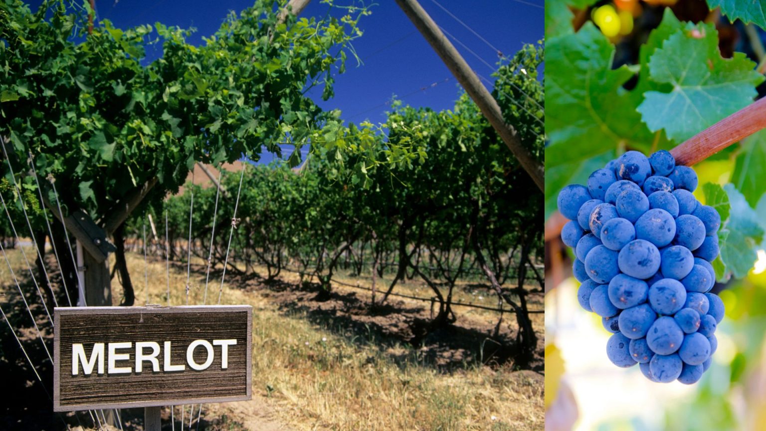 ¿Cuáles son las variedades de vino más famosas?