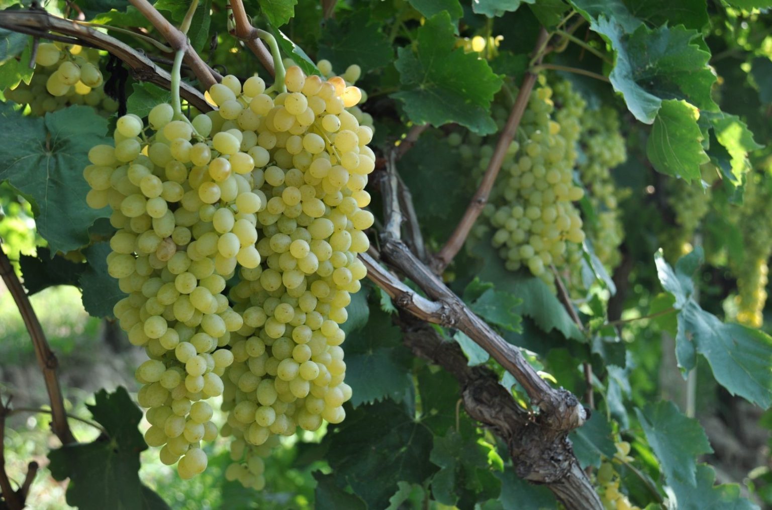¿Cuáles son las variedades de vino más famosas?