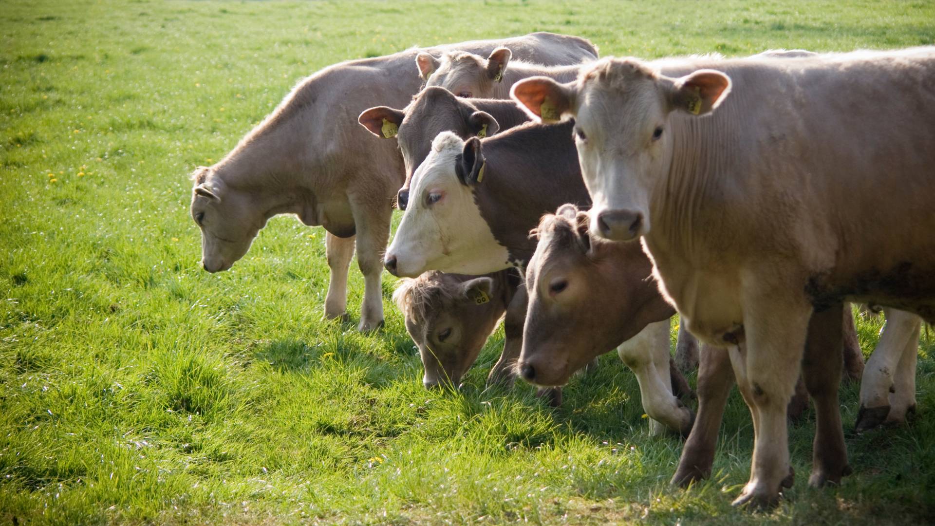 How the French Livestock Model Can Inspire Greek Farming