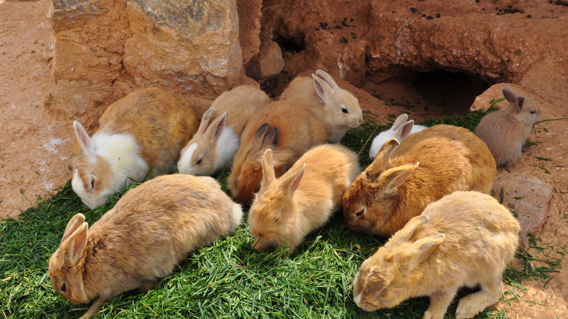 Improving Rabbit Farming Techniques for Sustainable Growth | Wikifarmer