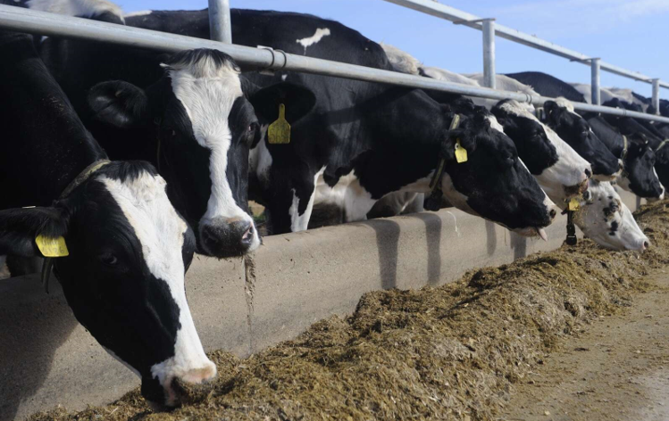The Role of  Bovaer® (3-NOP)  in Mitigating Methane Emissions from Dairy and Beef Cattle