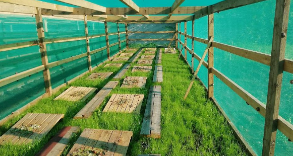 Introduction to Snail Farming: A Beginner's Guide | Wikifarmer