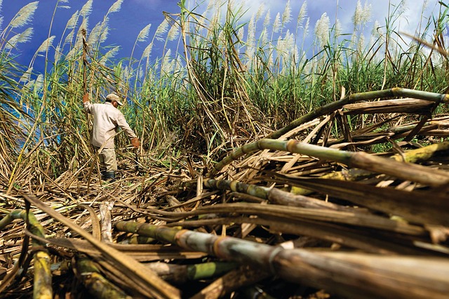 How to Cultivate Sugarcane in Your Backyard