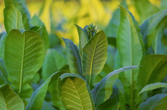 Tobacco Overview: Οrigin, History and Future prospects