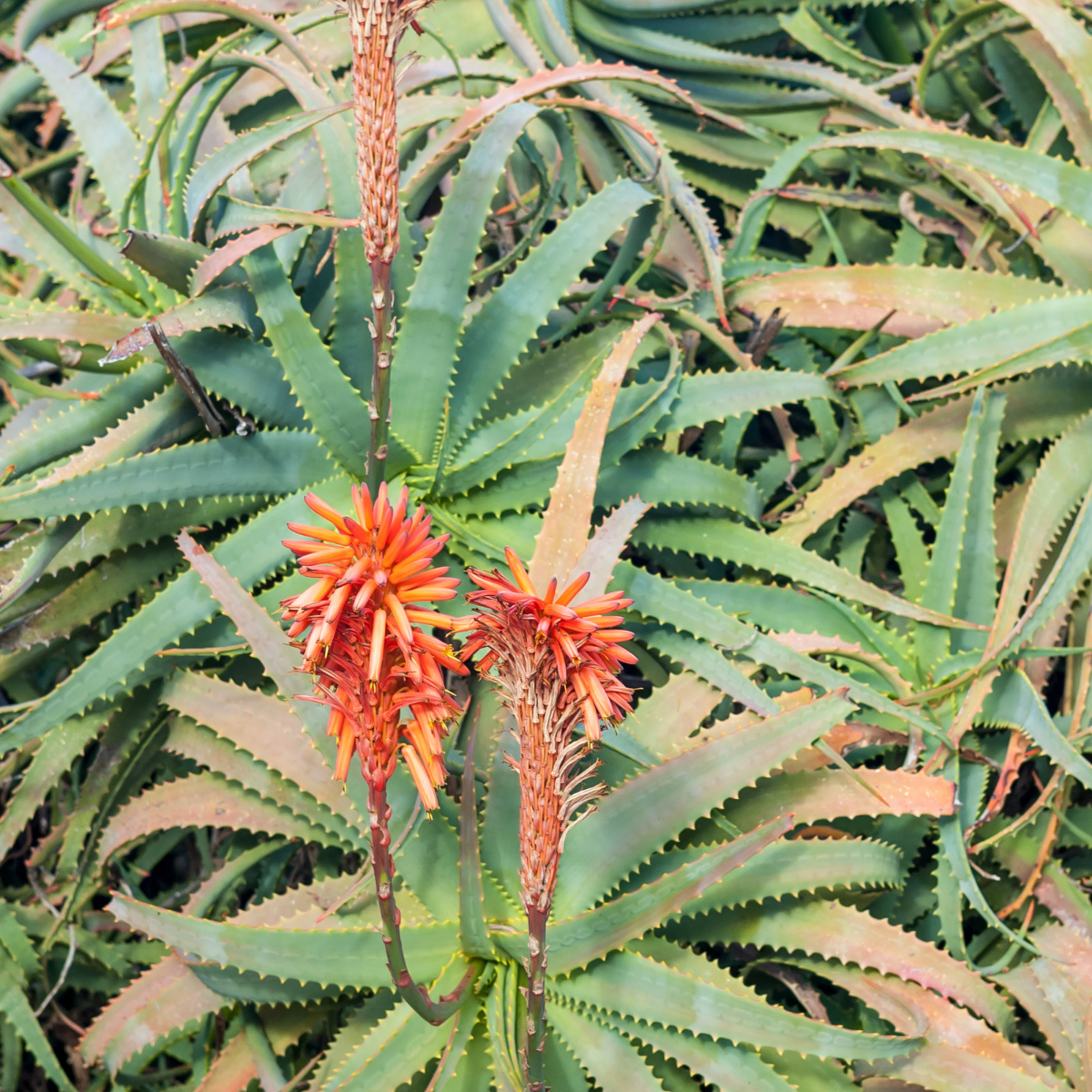 Aloe-Arborescens