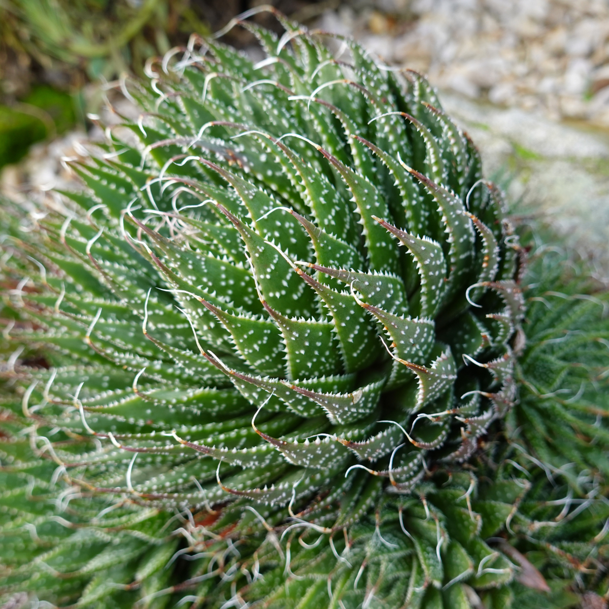 Aloe-Aristata