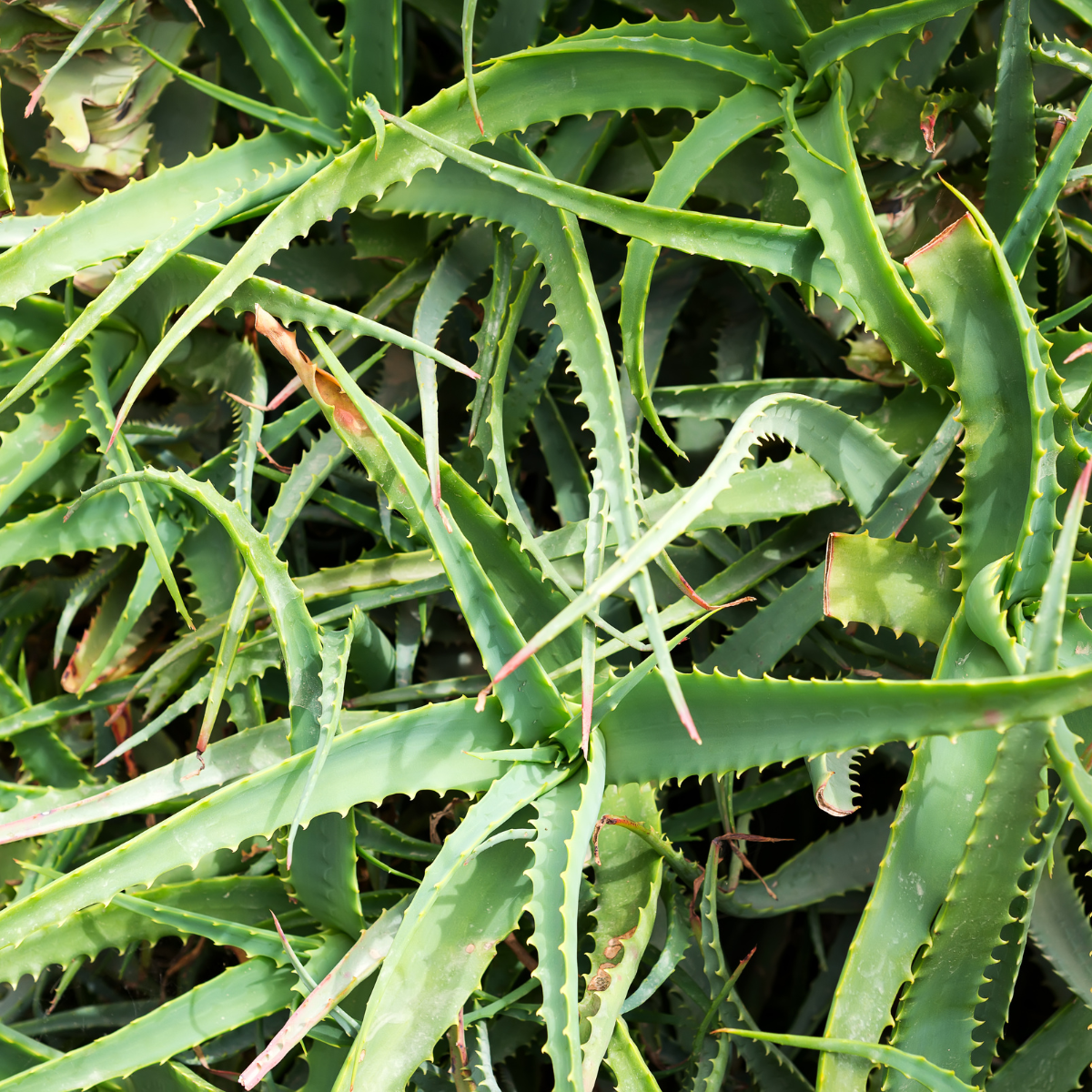 Aloe-Barbadensis