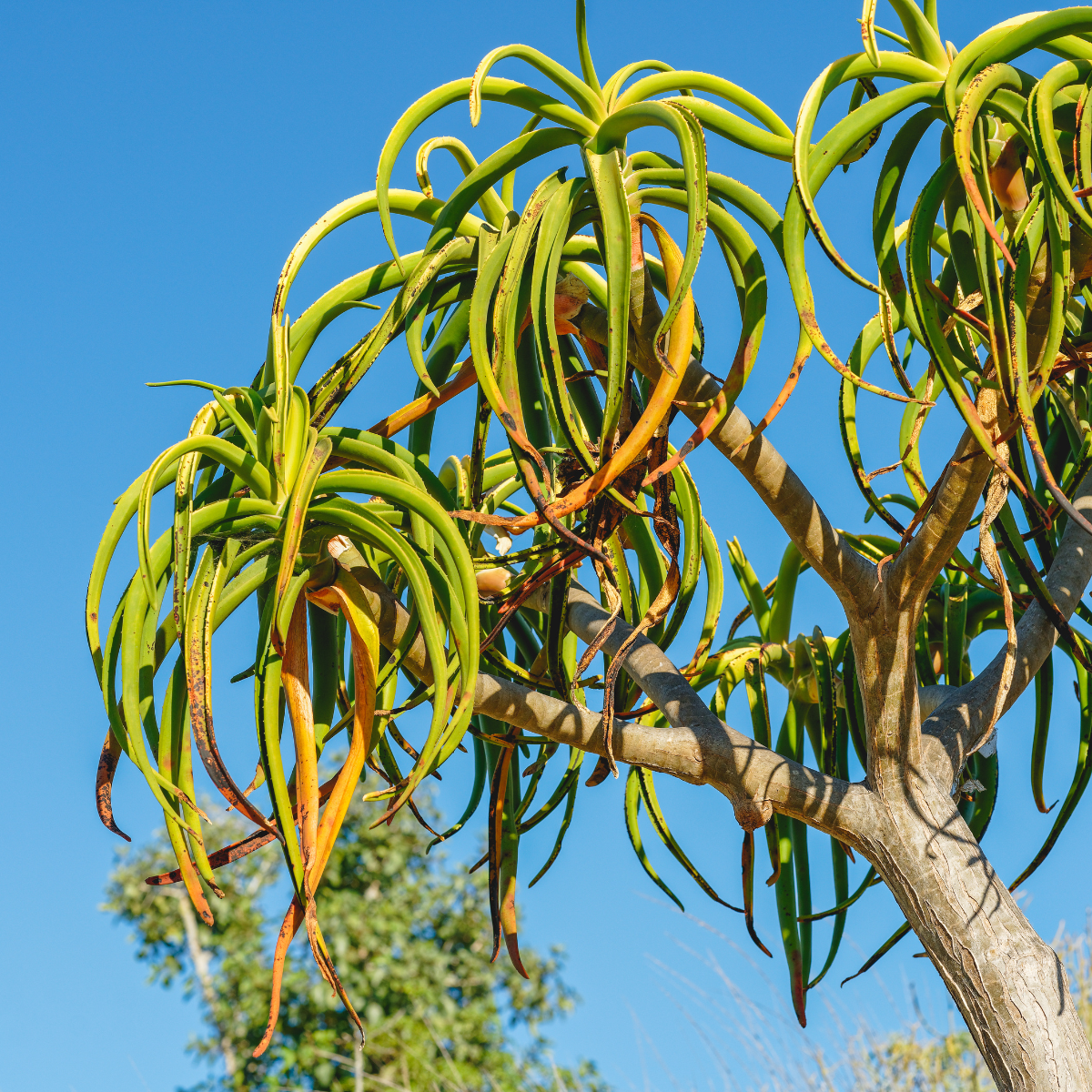 Aloe-Barberae