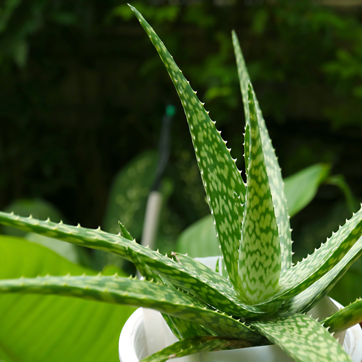 Aloe-Chinensis