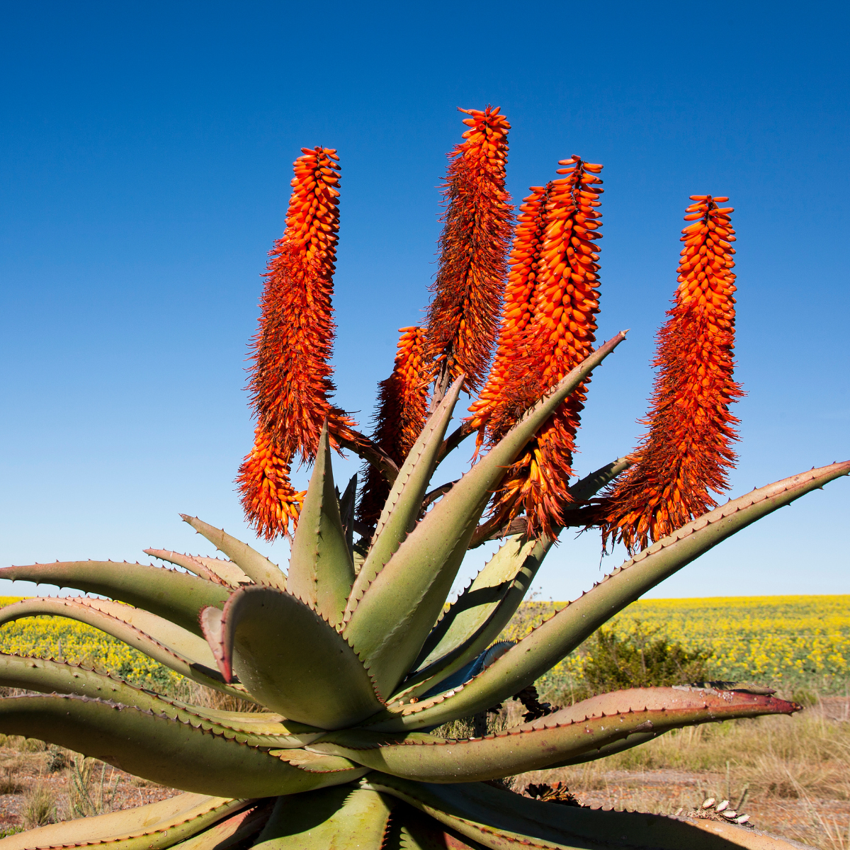 Aloe-Ferox