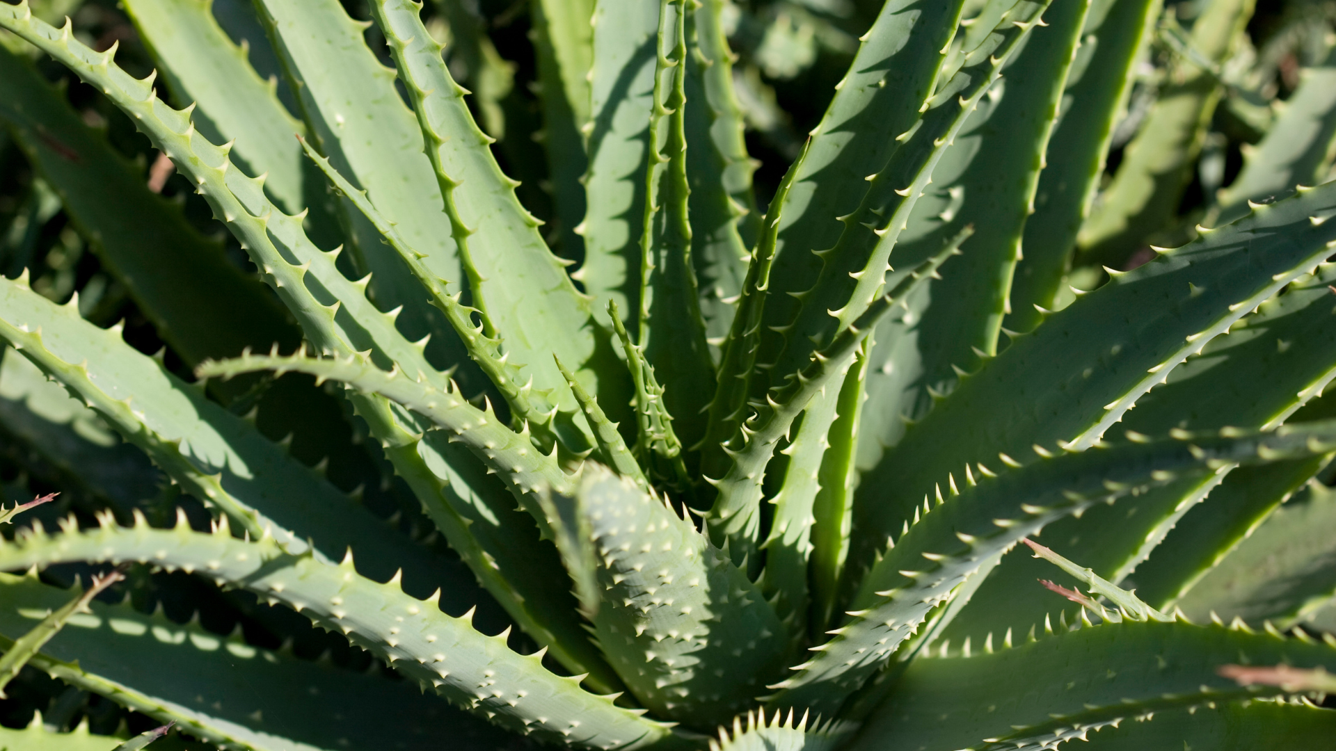 Aloe Plant Information and Variety Selection