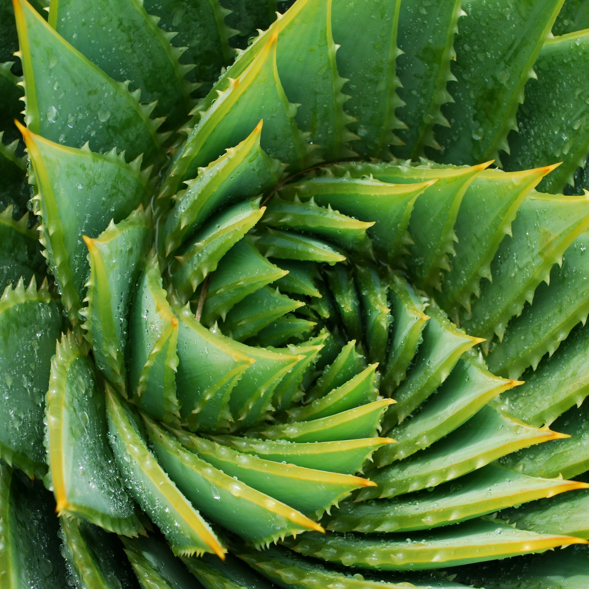 Aloe-Polyphylla