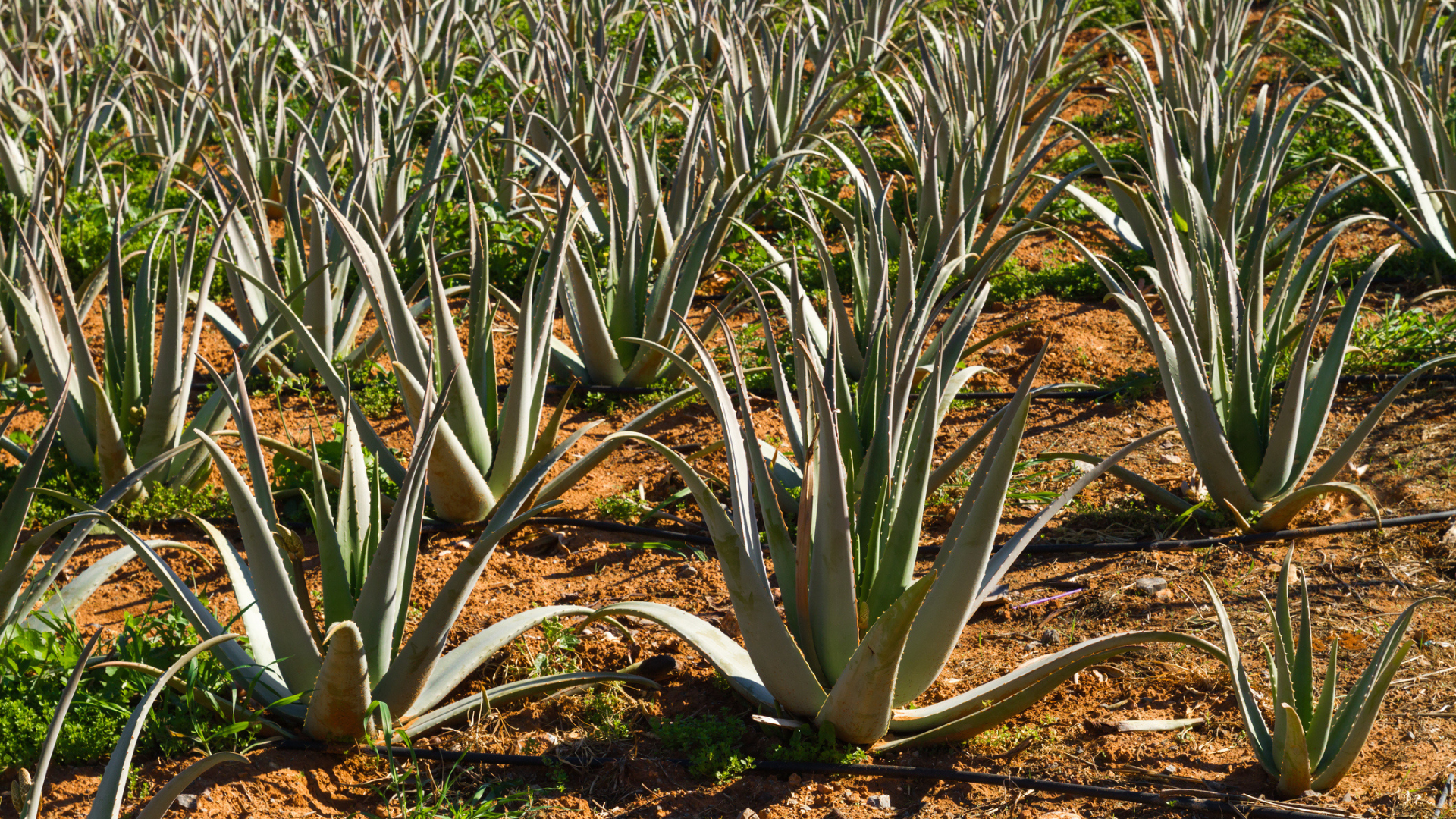 Aloe Soil Requirements, Soil Preparation and Planting | Wikifarmer