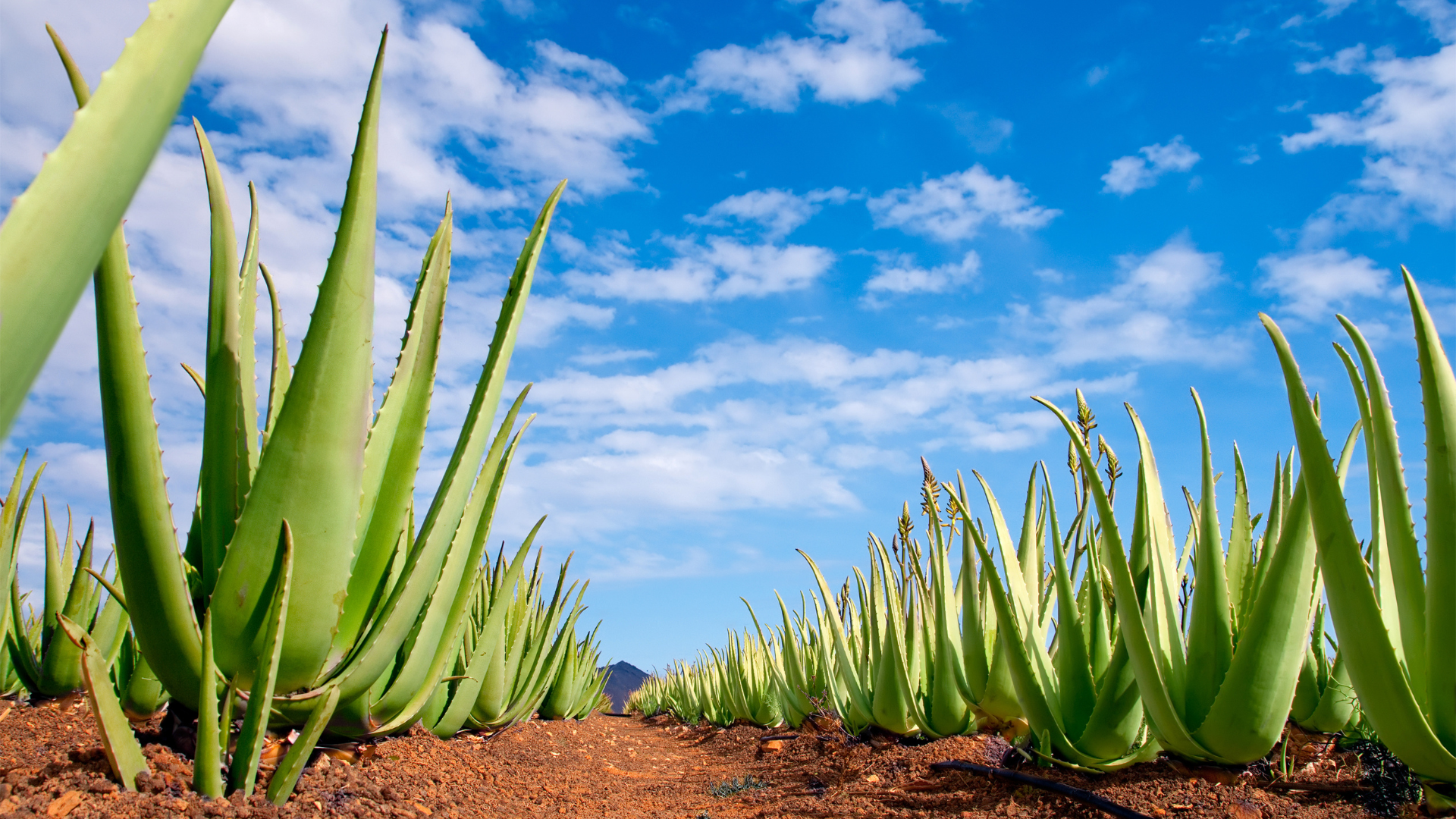 Aloe Yield, Harvest, Storage, and Post-Harvest Processing