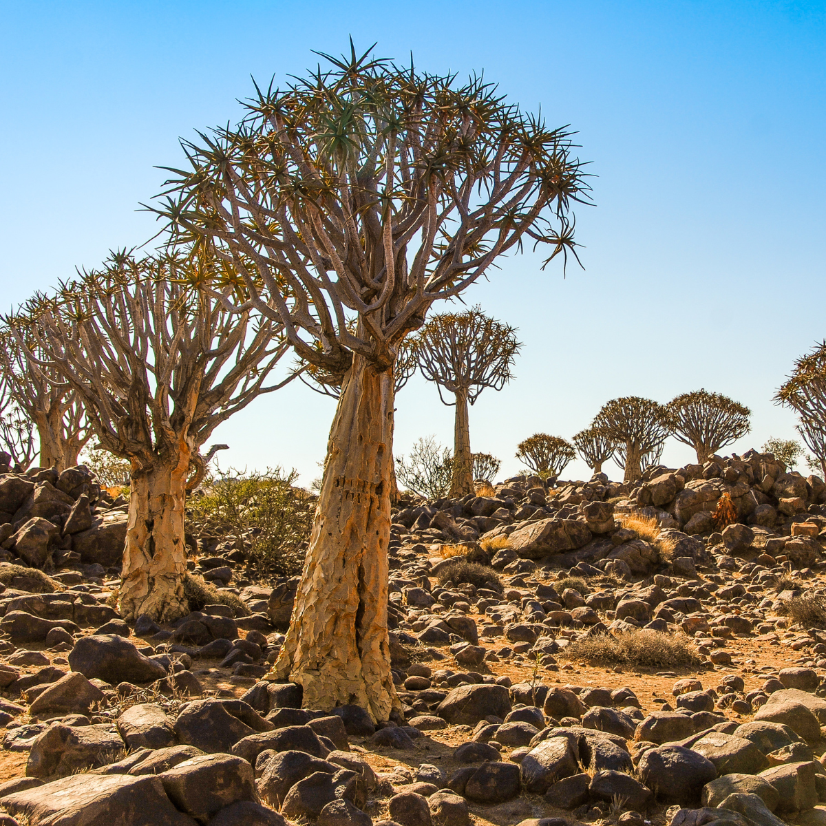 Aloidendron-dichotomum