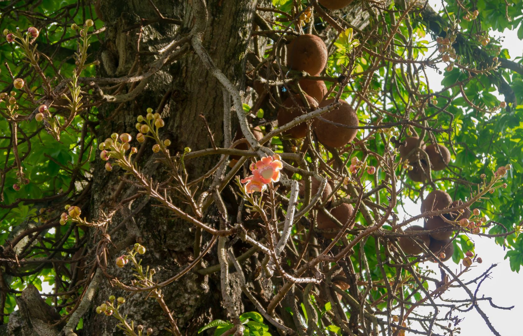 Brazil nut tree