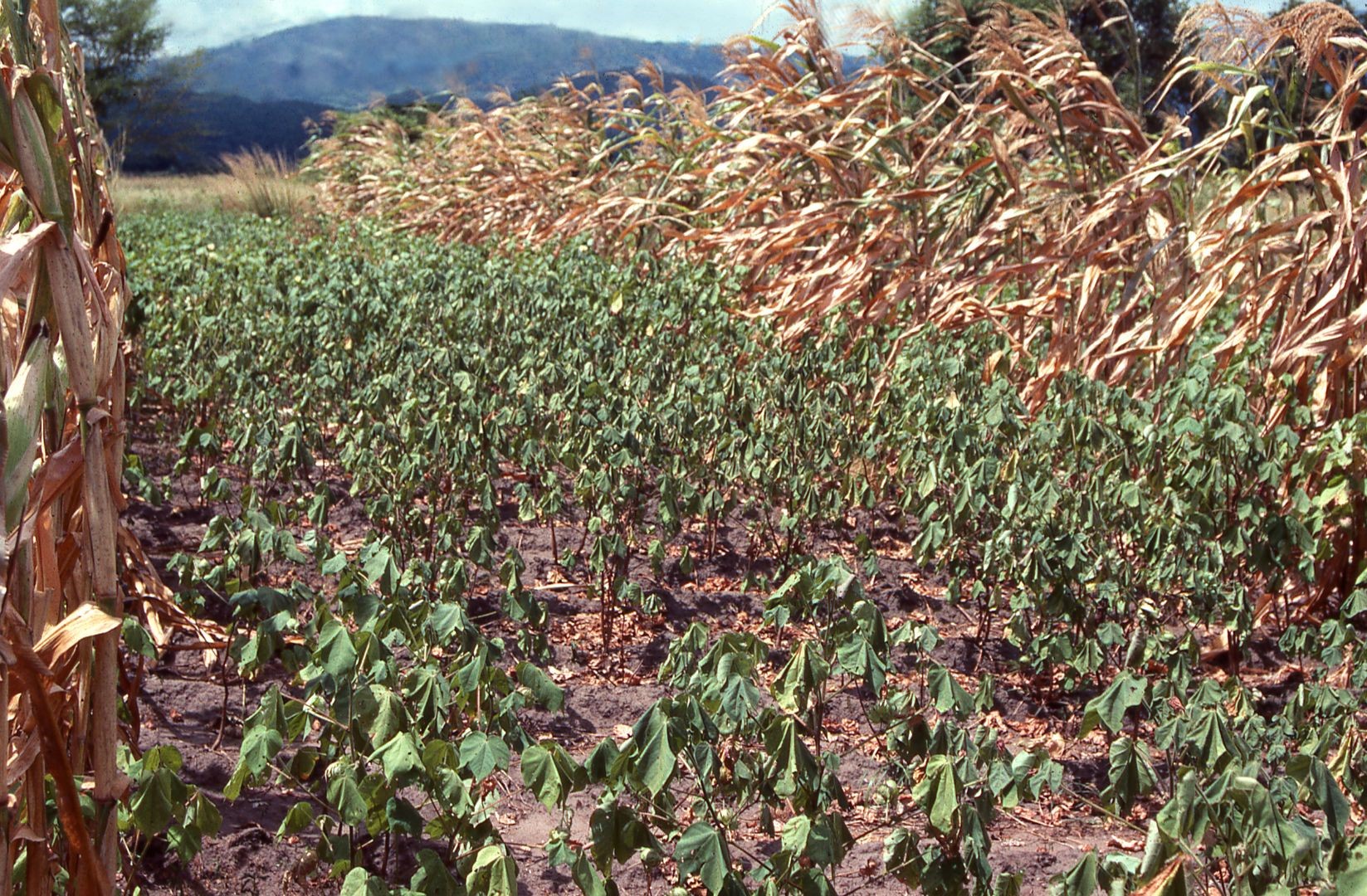 Cómo afecta el cambio climático a la agricultura marroquí