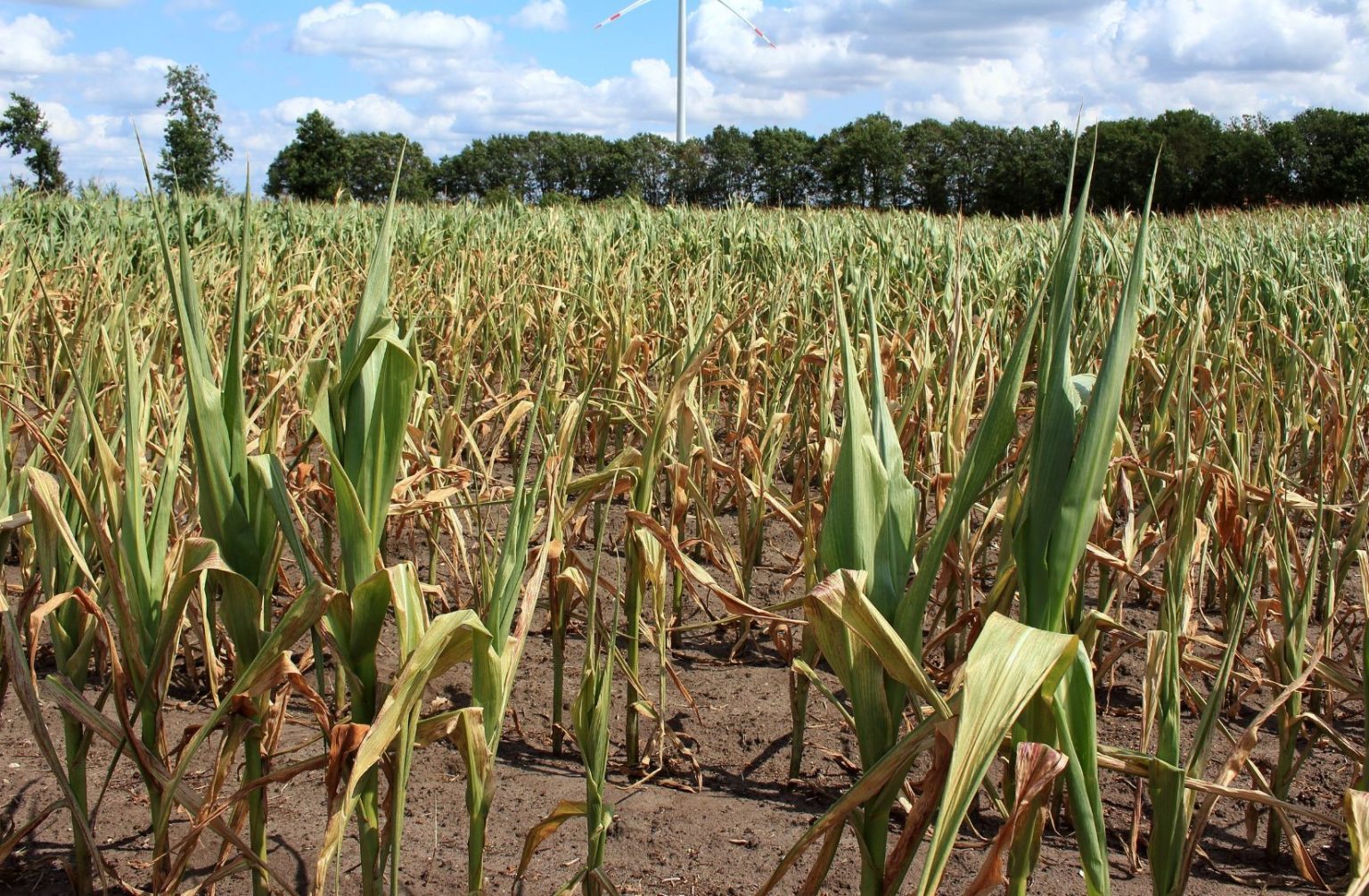 C&oacute;mo afecta el cambio clim&aacute;tico a la agricultura marroqu&iacute;