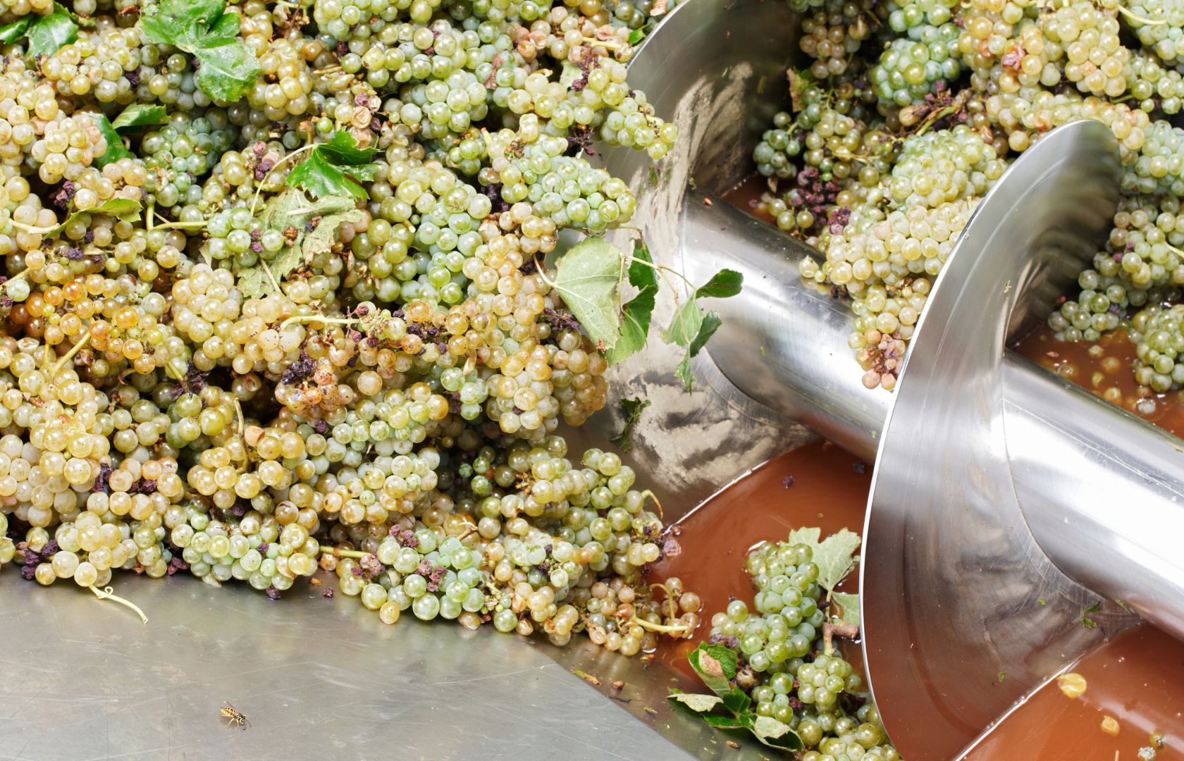 Factors Influencing Wine Characteristics