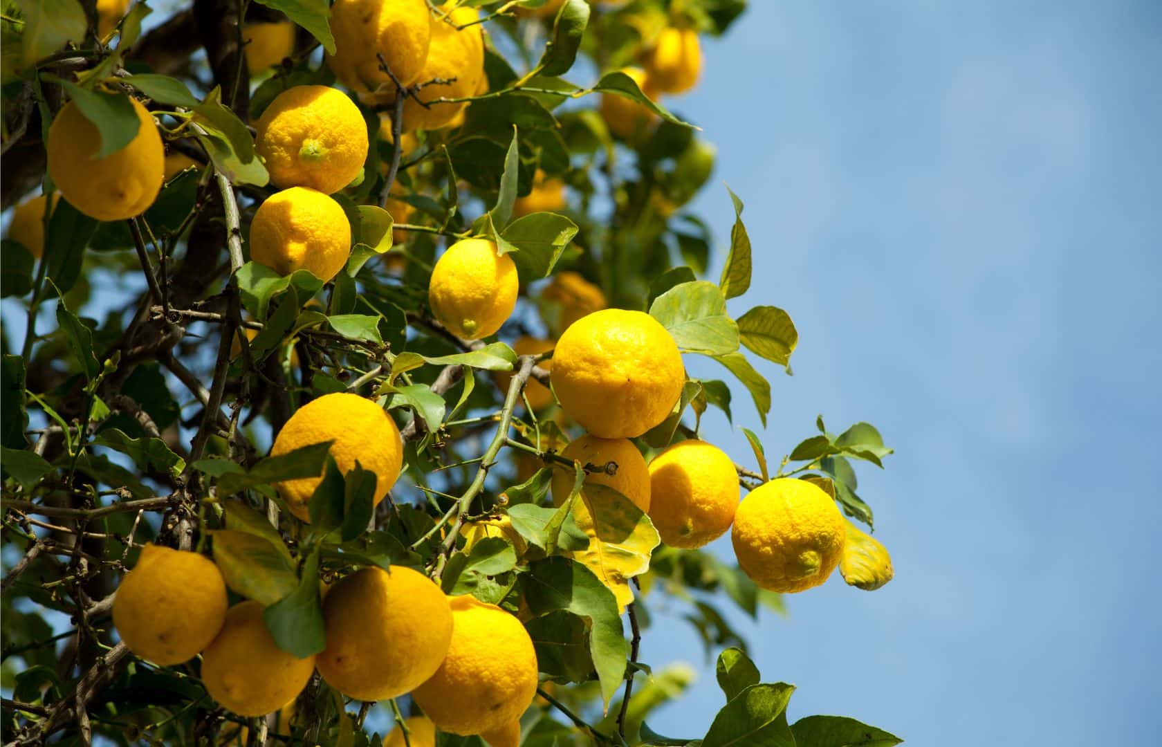 Information, Uses, Health Benefits, and Nutritional Value of Lemons ...