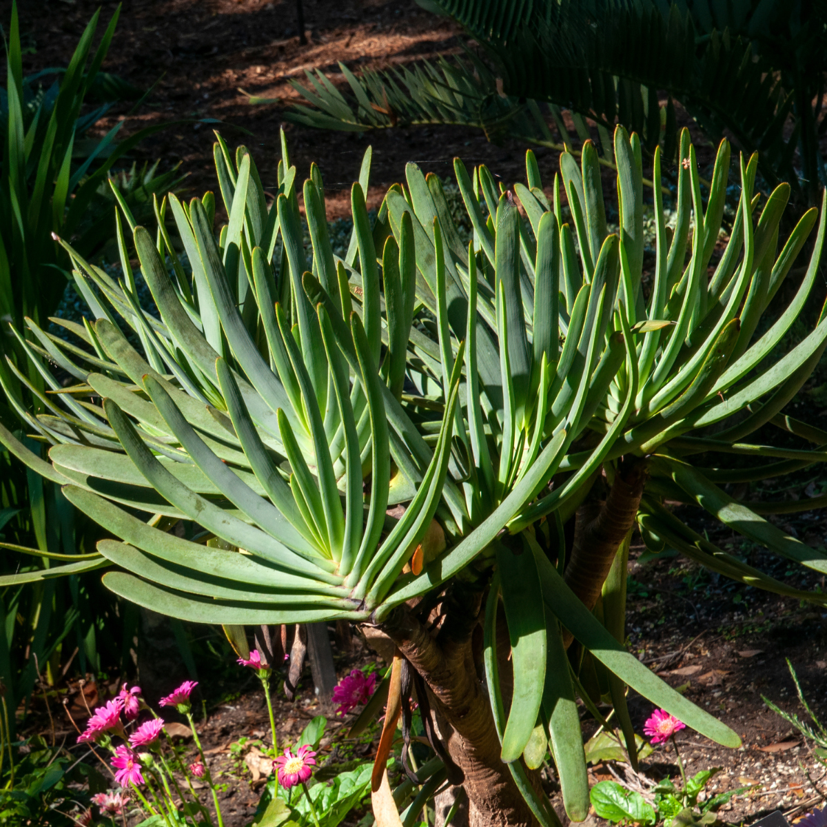 Kumara-plicatilis