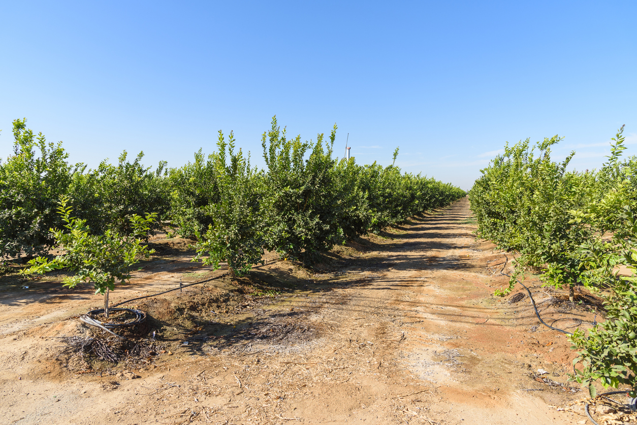 Necesidades de riego de los limoneros