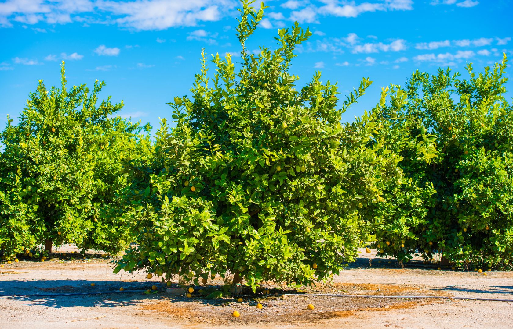 Seleccionar la ubicación y preparar el suelo para plantar un huerto de limoneros Seleccionar la ubicación y preparar el suelo para plantar un huerto de limoneros