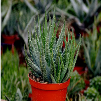aloe-humilis