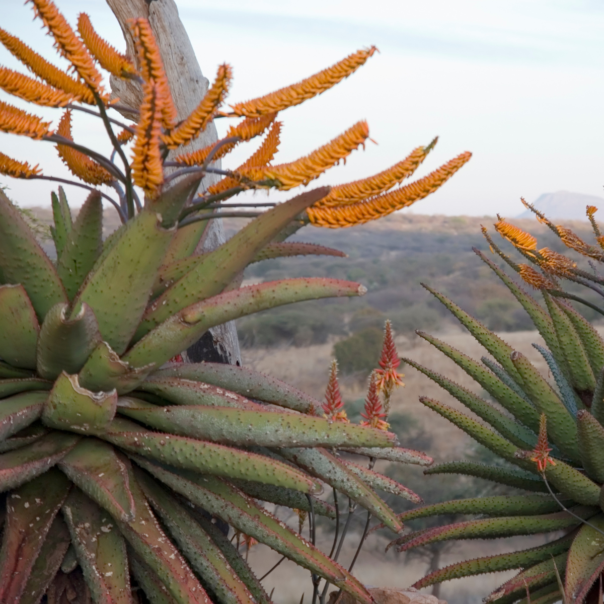 aloe-marlothii