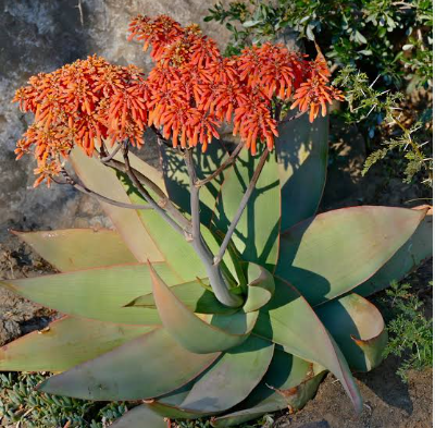 aloe-stirata