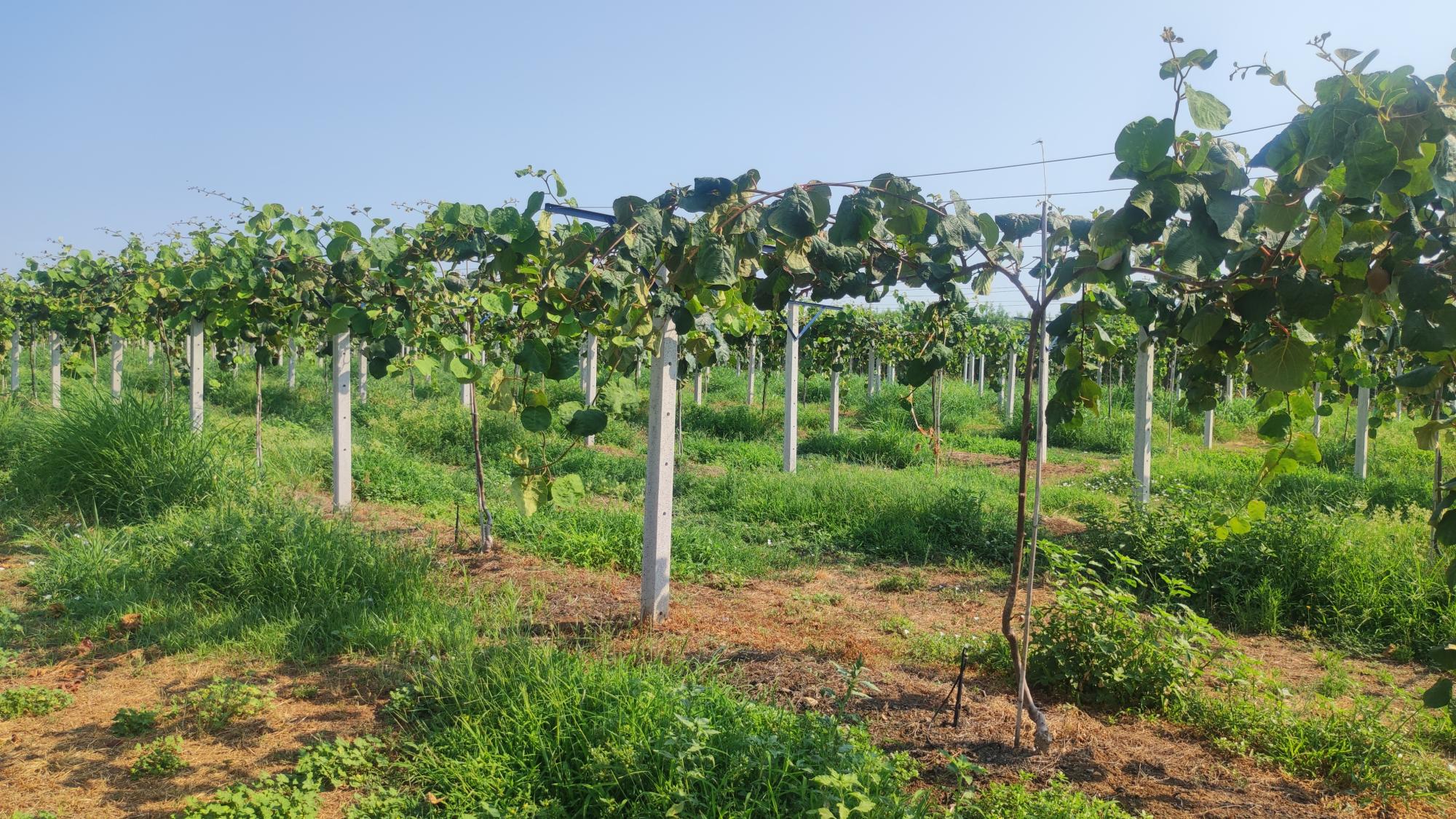 Besoins en Nutriments et Programme de Fertilisation pour les Plants de Kiwi