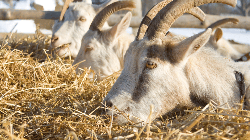 Brewer's Grain as a Sustainable Feed Supplement Reducing Methane Emissions in Goats and Cattle Brewer's Grain as a Sustainable Feed Supplement: Reducing Methane Emissions in Goats and Cattle