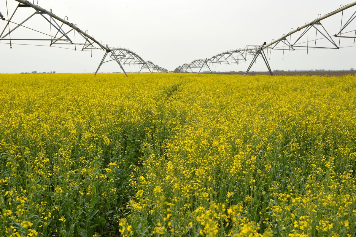 Canola Irrigation and Water Needs | Wikifarmer