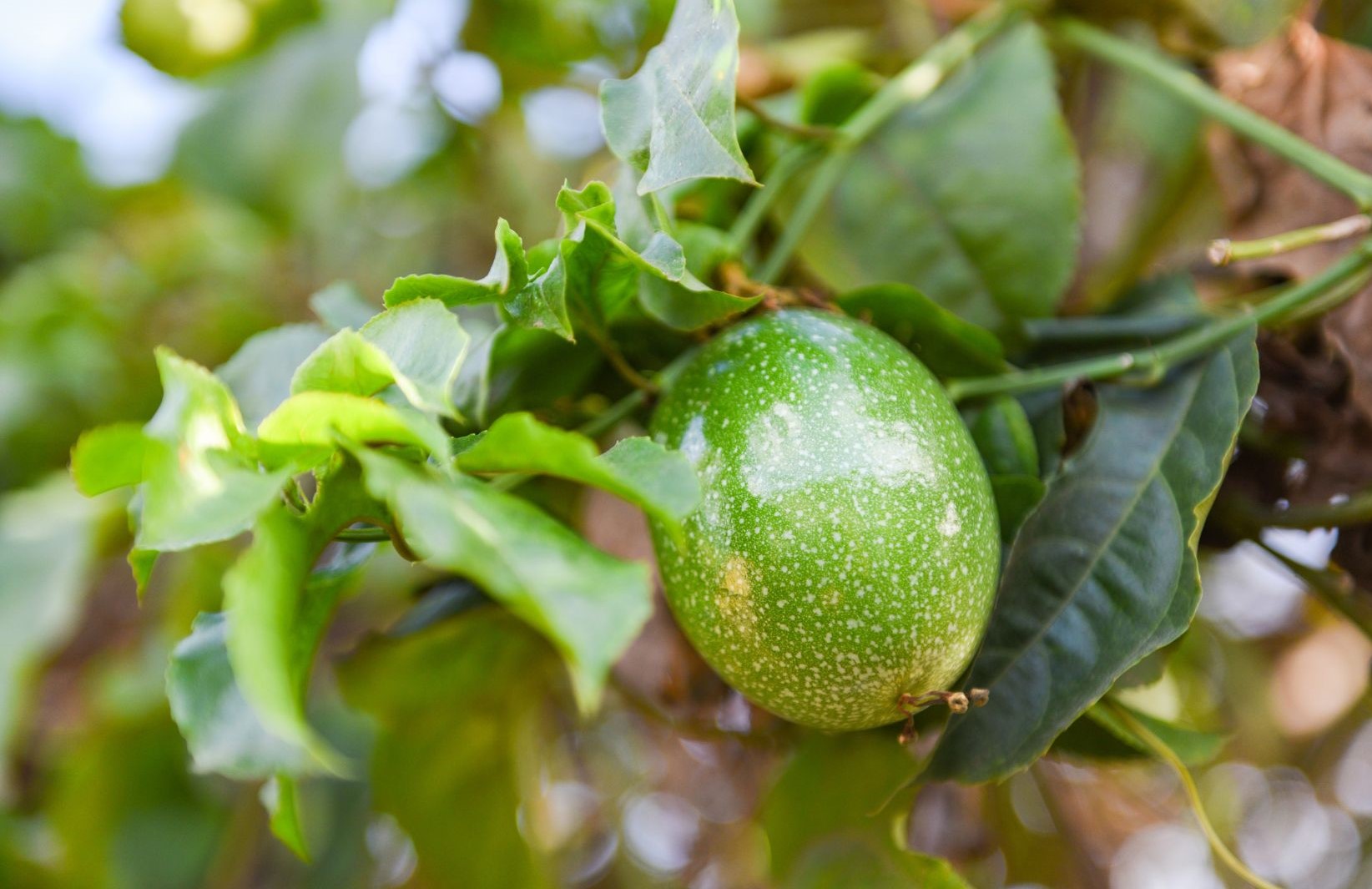 Cuidados riego y fertilización de las plantas de la fruta de la pasión Cuidados, riego y fertilización de las plantas de la fruta de la pasión