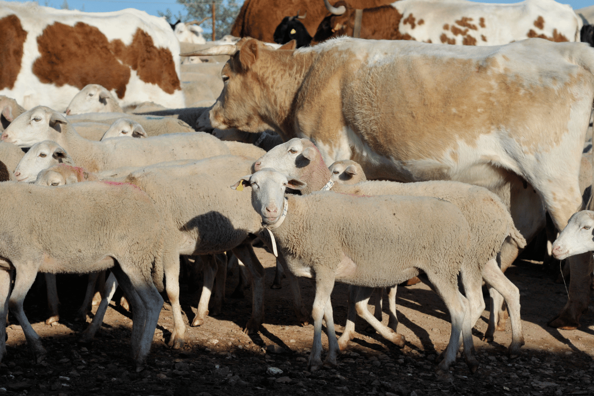 Effective Methane Mitigation Strategies in Livestock Production for a Sustainable Future