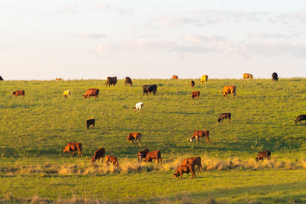 Enhancing Family Farmers' Livelihoods through Animal Production