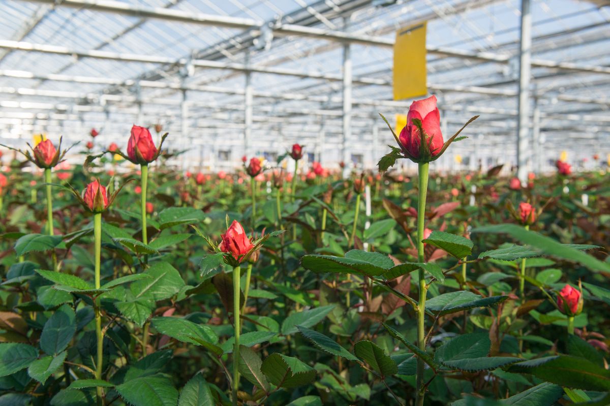 Floriculture The Art and Business of Sustainable Flower Farming Floriculture: The Art and Business of Sustainable Flower Farming