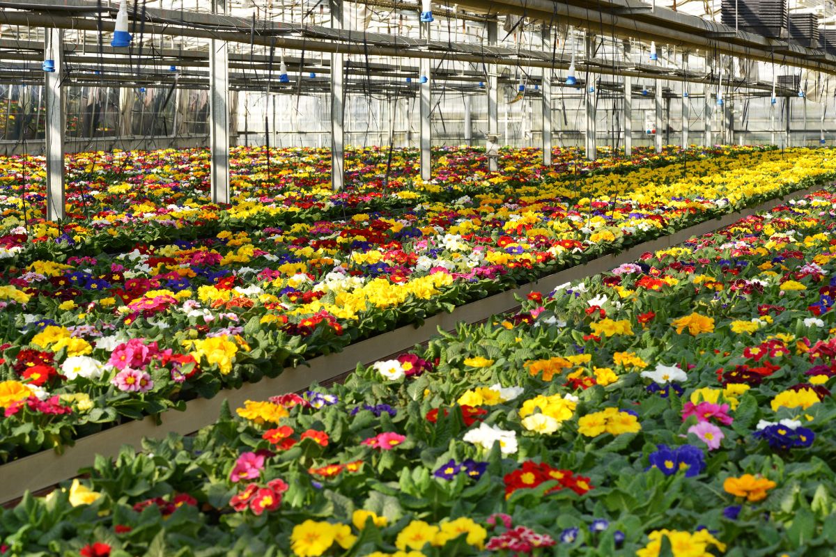 Floriculture.jpg