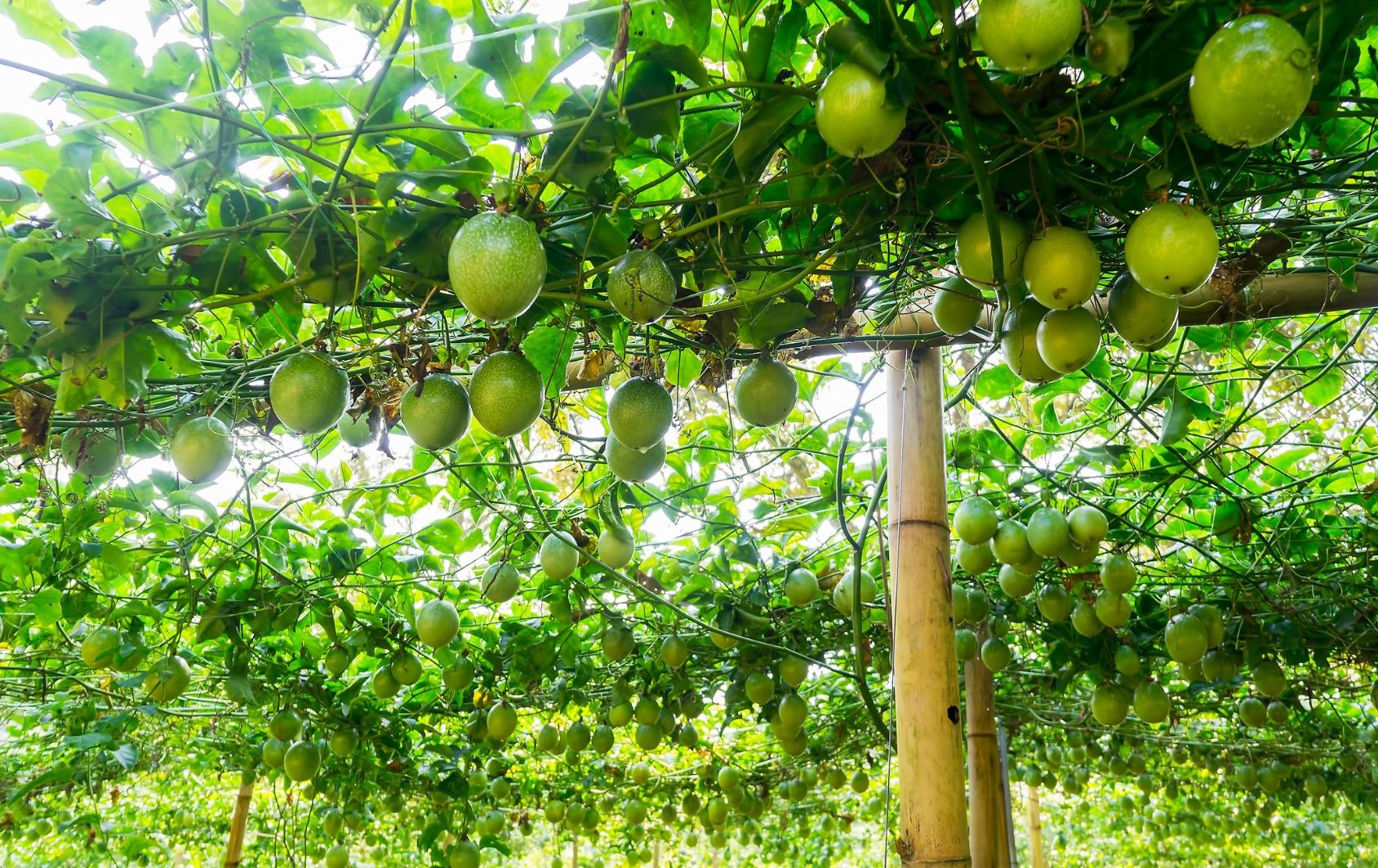 Formación y poda de la planta de la fruta de la pasión