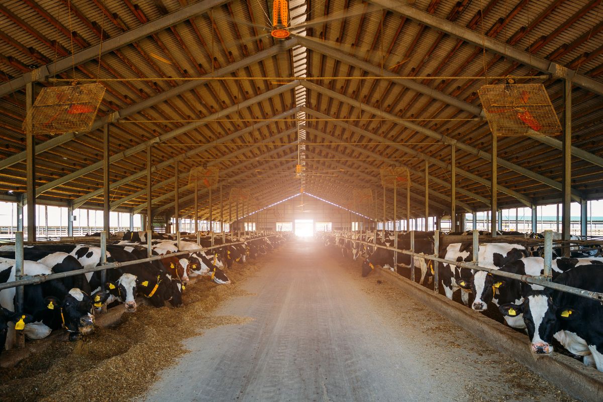Fundamentals of Livestock Housing for Welfare, Productivity, and Sustainability