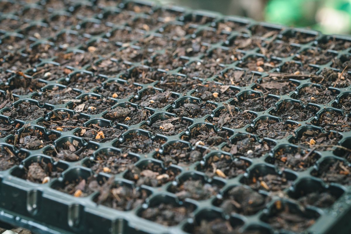 How to Grow Raspberries from Seed | Wikifarmer