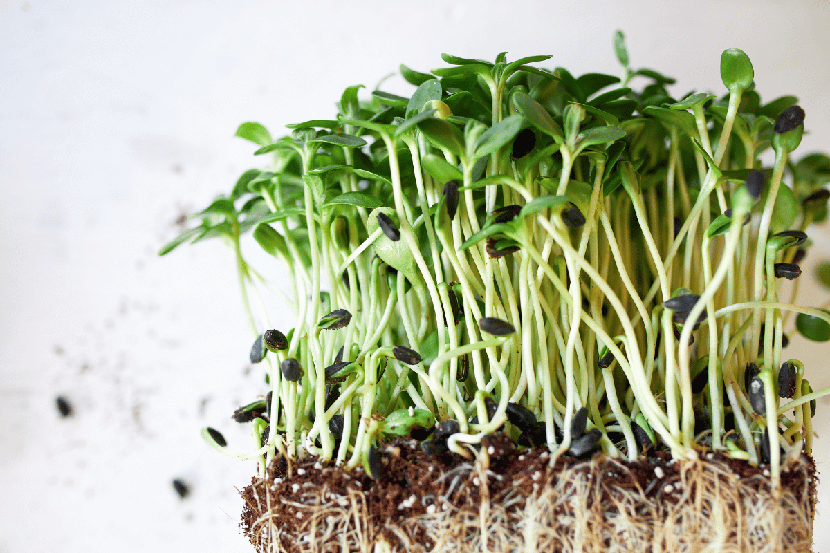 Microgreens A Superfood Packed with Nutrients and Easy to Grow at Home Microgreens: A Superfood Packed with Nutrients and Easy to Grow at Home