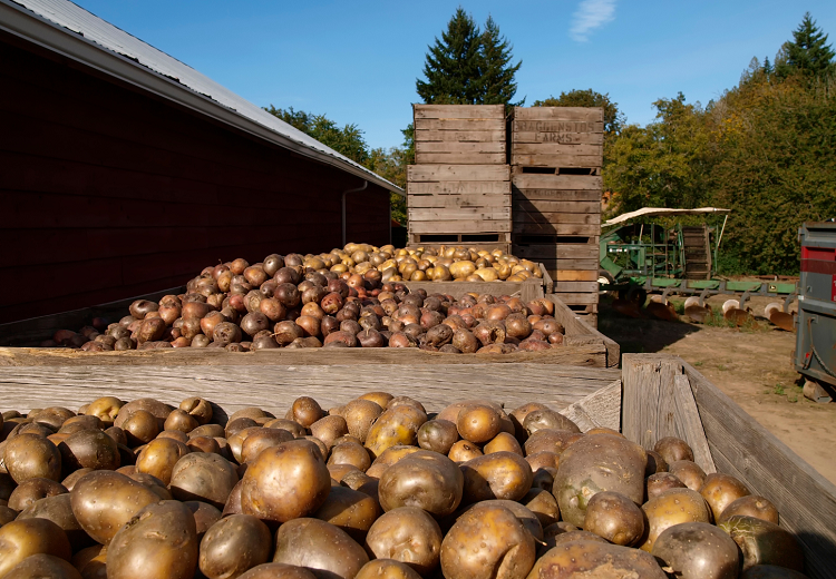 Potato Losses Across the Value Chain: Causes, Impacts, and Solutions