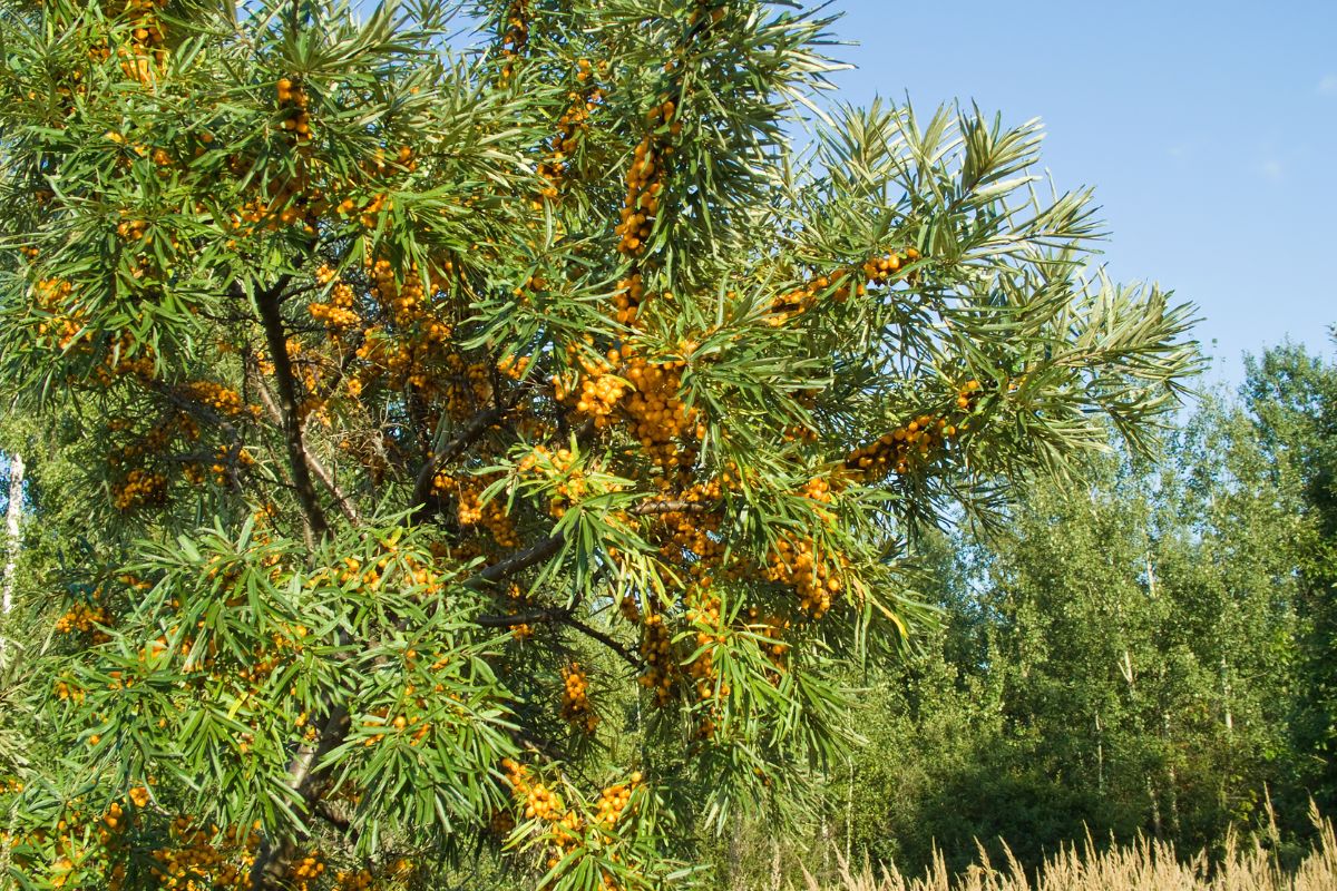 Precision Agriculture as the Key to Sustainable Sea Buckthorn Farming Precision Agriculture as the Key to Sustainable Sea Buckthorn Farming