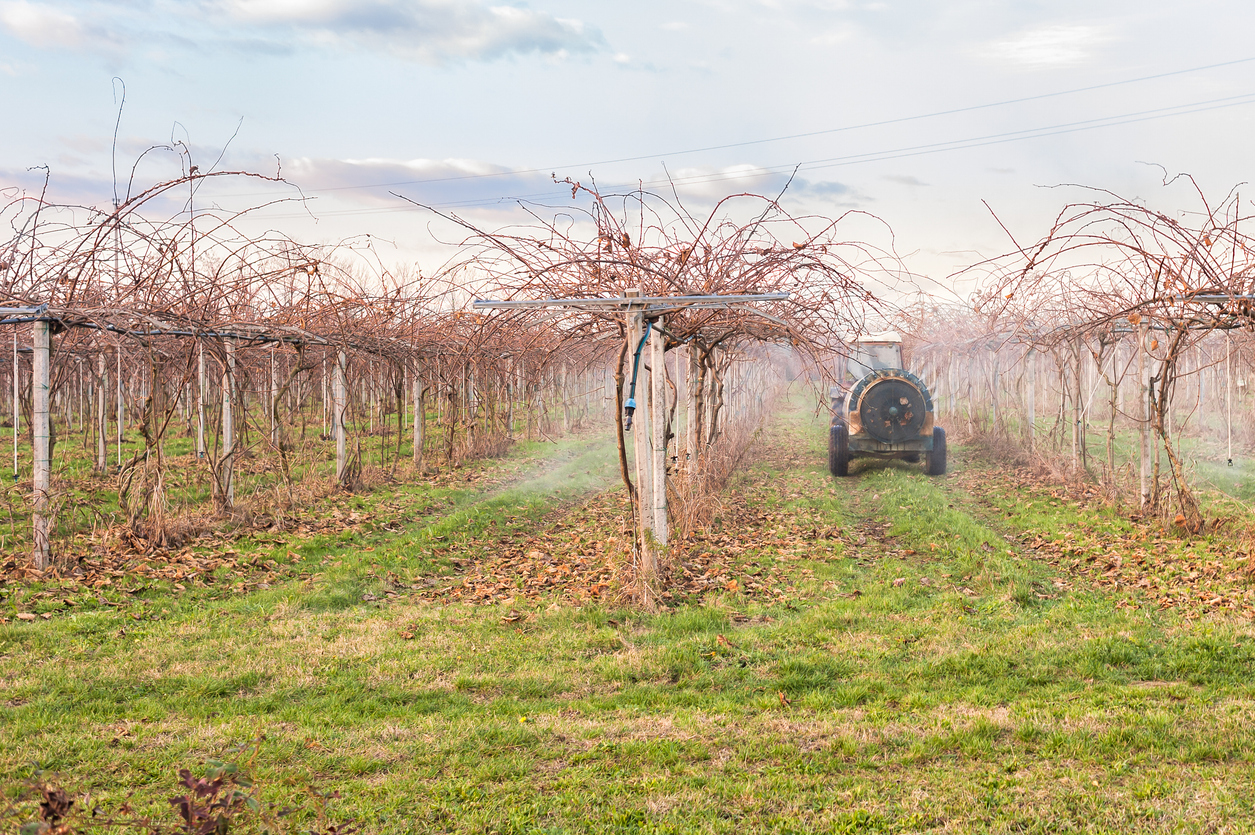 Principaux Ravageurs, Maladies et Mauvaises Herbes des Plants de Kiwi et leur Gestion