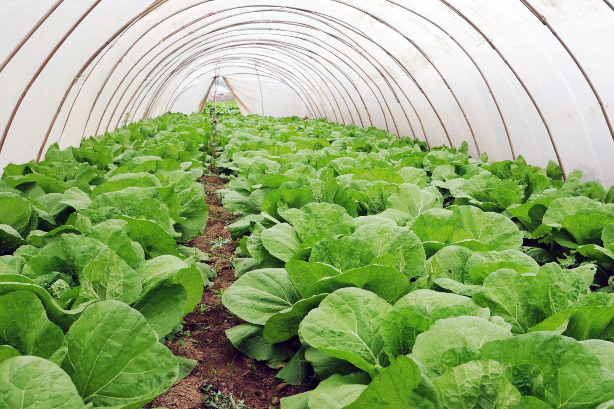 Protected Cultivation Boosting Yields and Sustainability in Modern Agriculture Protected Cultivation: Boosting Yields and Sustainability in Modern Agriculture