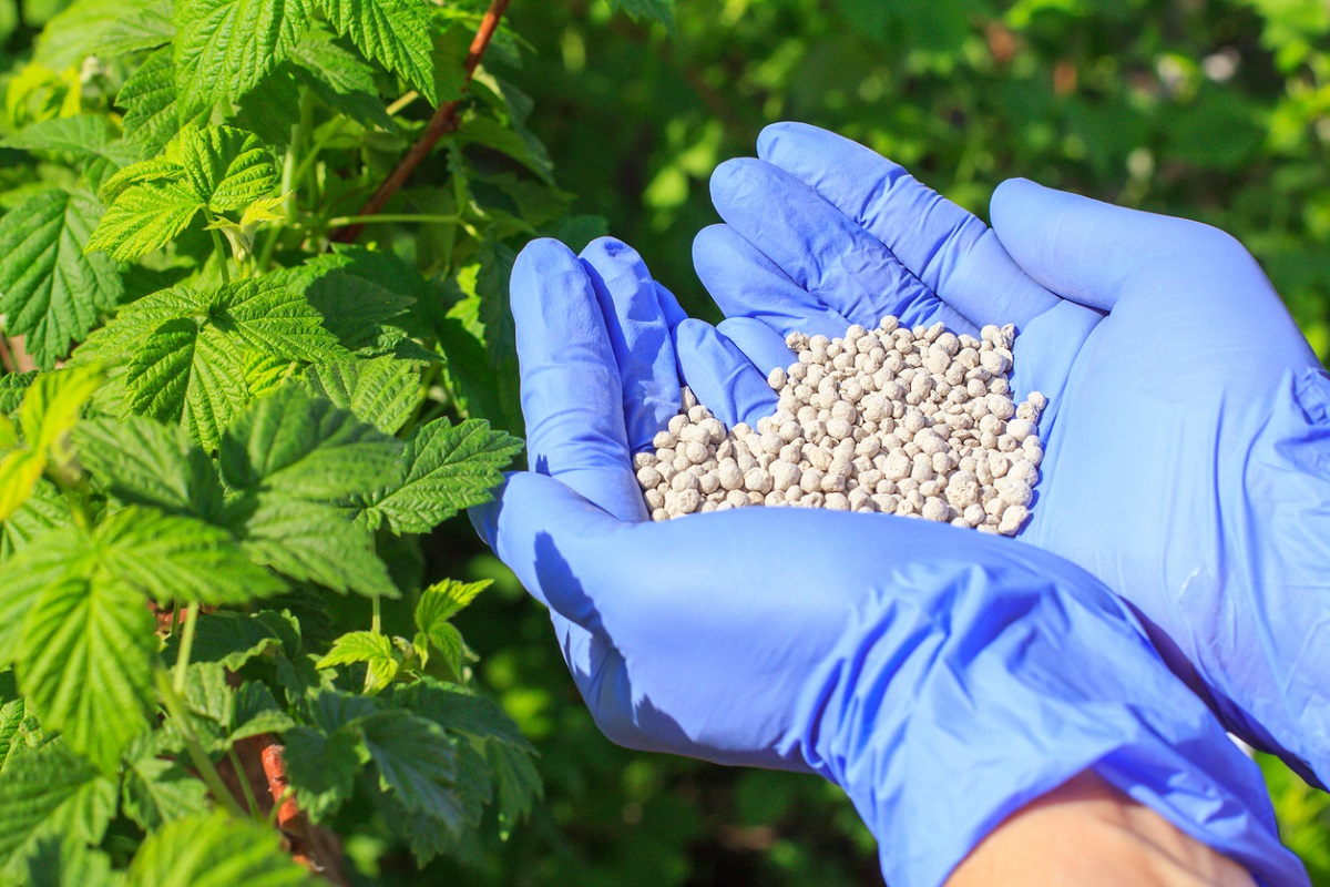 Raspberry Fertilization Key Practices for Optimal Growth How to Fertilize Raspberries