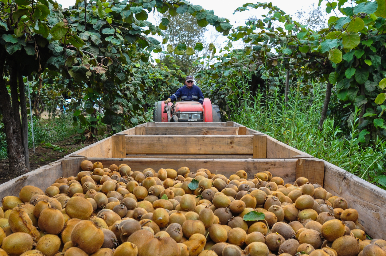 Rendement, Récolte et Stockage du Kiwi