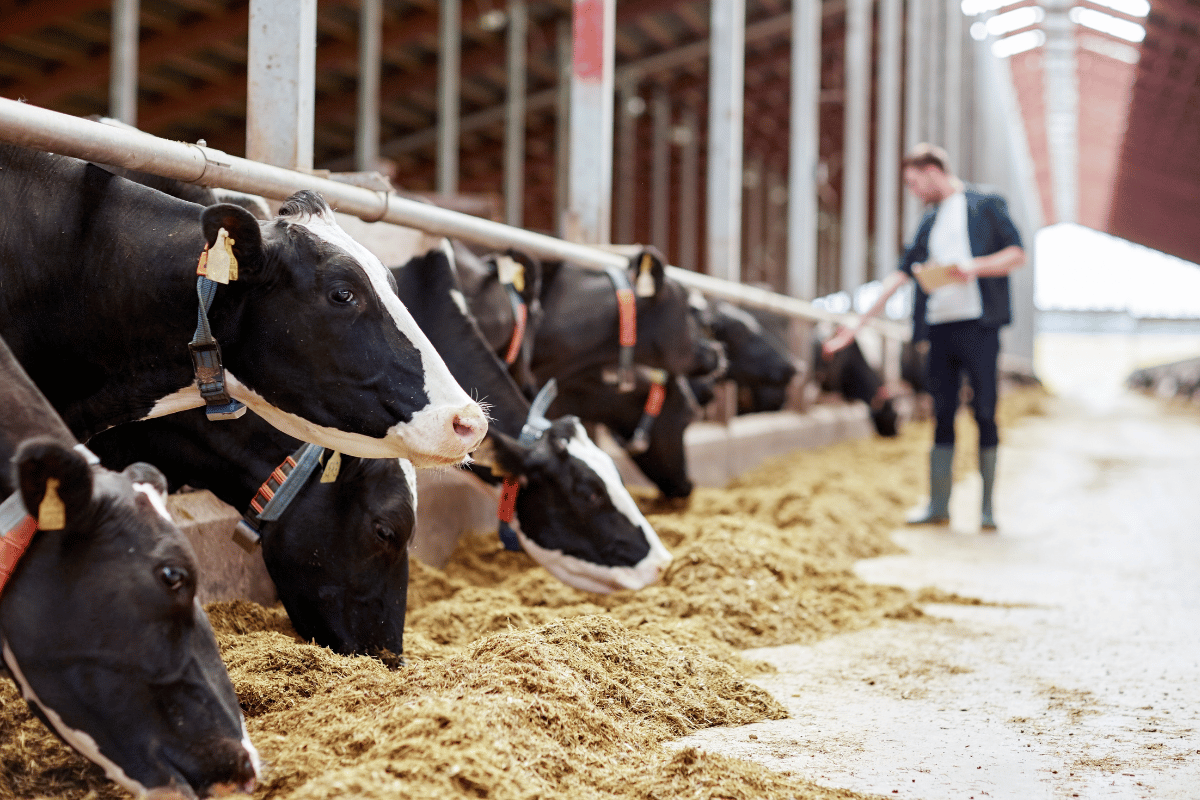 Sustainable Dairy Farming A Veterinarian’s Perspective on Balancing Health Welfare and the Environment Sustainable Dairy Farming: A Veterinarian’s Perspective on Balancing Health, Welfare, and the Environment